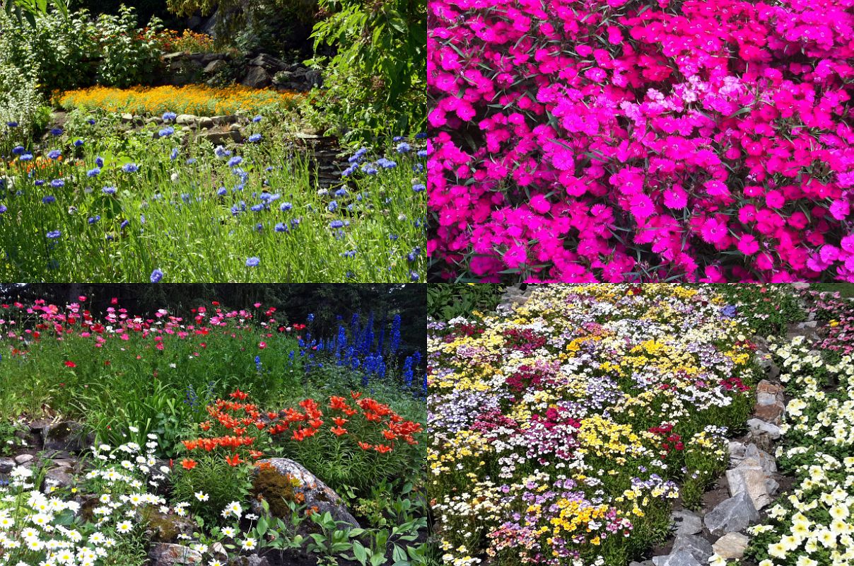 13 Many Different Kinds Of Flowers In The Cascades Of Time Gardens Across The Bow River Bridge From Banff In Summer